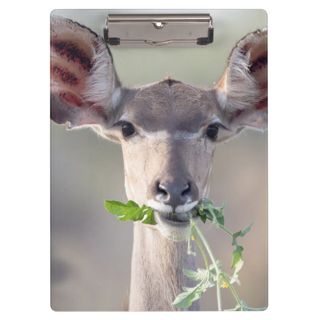 Kudu-Portrait Klemmbrett (Vorderseite)
