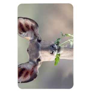 Kudu-Portrait Magnet