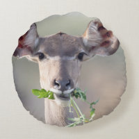Kudu-Portrait