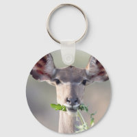 Kudu-Portrait