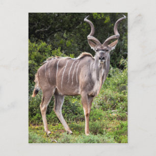 Kudu. Postkarte