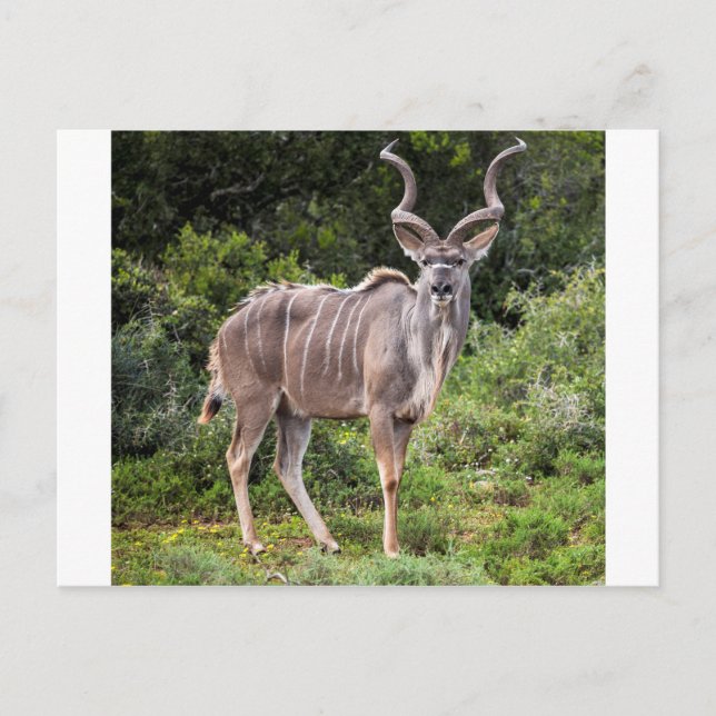Kudu. Postkarte (Vorderseite)