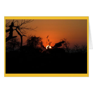Kudu Sonnenuntergang