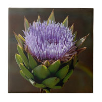 Kugel-Artischocke, Cynara Cardunculus, in der