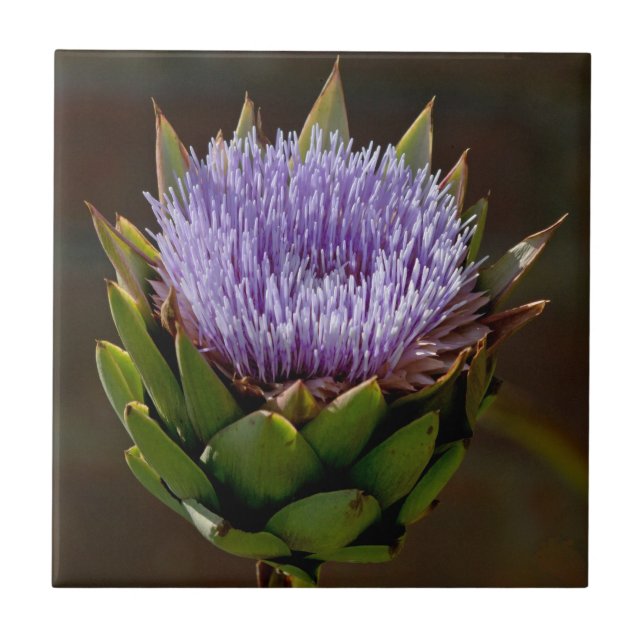 Kugel-Artischocke, Cynara Cardunculus, in der Fliese (Vorderseite)