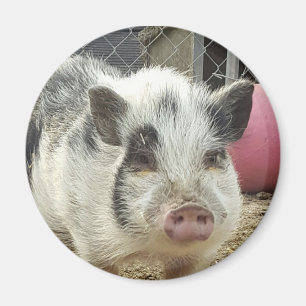 Kugelbauchschwein Magnet