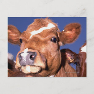 Kuh 2 postkarte