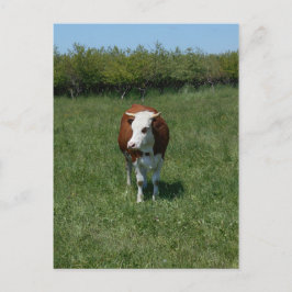 Kuh auf der Weide Postkarte