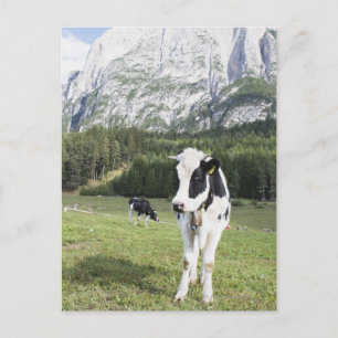 Kuh auf einer Wiese, Fie Allo Sciliar, Südtirol, Postkarte