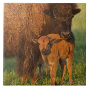 Kuh des amerikanischen Bisons und Kalb, North Fliese