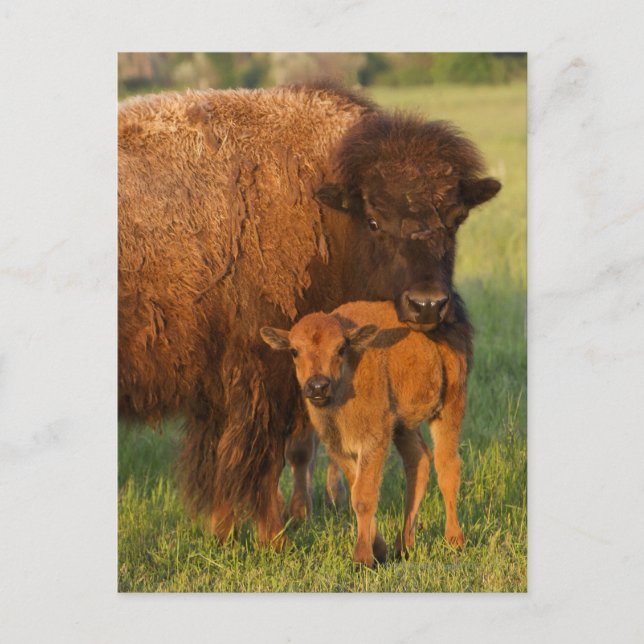 Kuh des amerikanischen Bisons und Kalb, North Postkarte (Vorderseite)