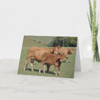 Kuh, die Kalbgeburtstag leckt