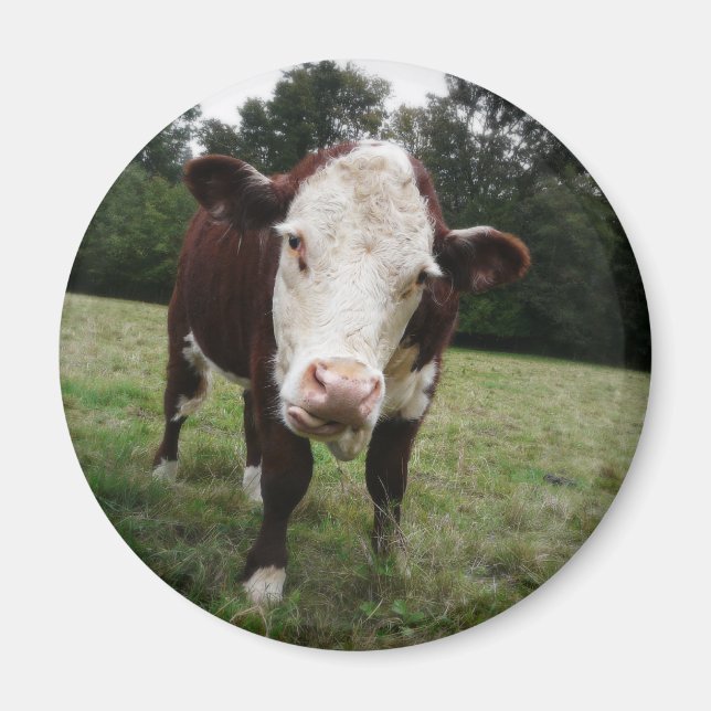 Kuh hält die Zunge heraus Magnet (Vorne)