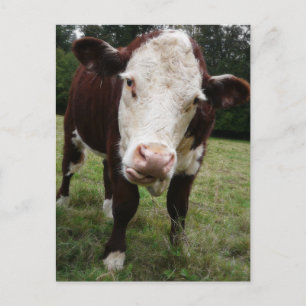 Kuh hält die Zunge heraus Postkarte
