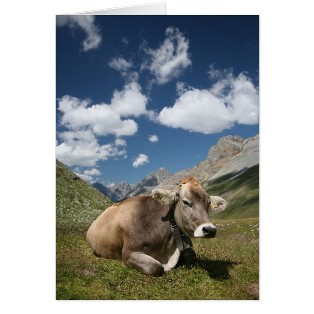 Kuh in der Weide (Vorne)