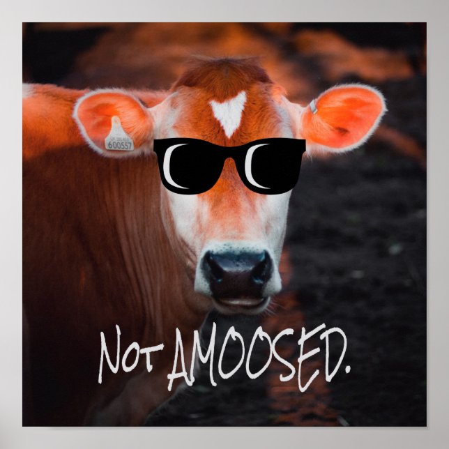 Kuh in Sonnenbrille nicht a MOOsed Niedlich Funny Poster (Vorne)