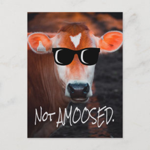 Kuh in Sonnenbrille nicht a MOOsed Niedlich Funny Postkarte