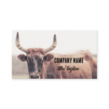 Kuh mit Hörnern Landtierfoto