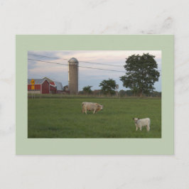 Kuh mit Kalbsfarm Postkarte