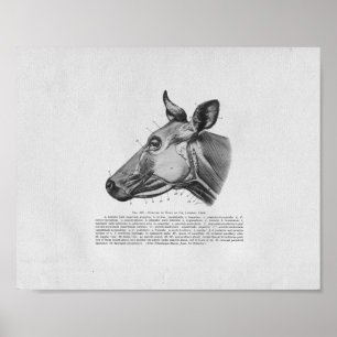 Kuh Muskelanatomie Vintage Druckausgabe Poster
