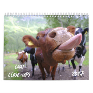 Kuh Nahaufnahmen 2027 Kalender