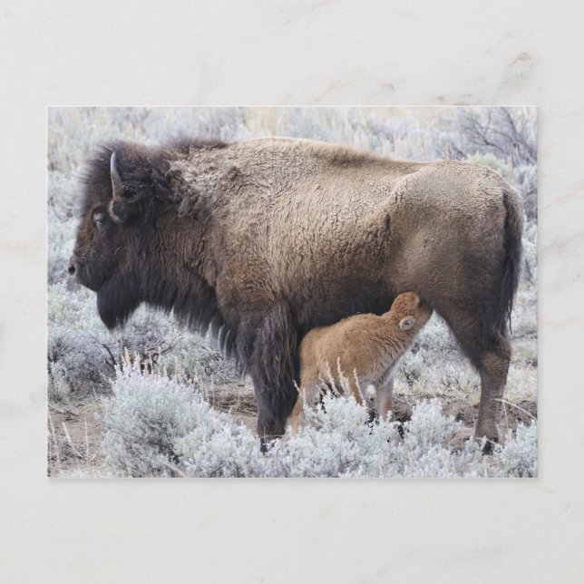 Kuh Nursing Bison Calf, Gelbstein Postkarte (Vorderseite)