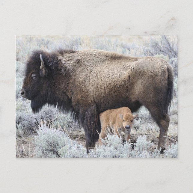Kuh Nursing Bison Calf, Gelbstein Postkarte (Vorderseite)