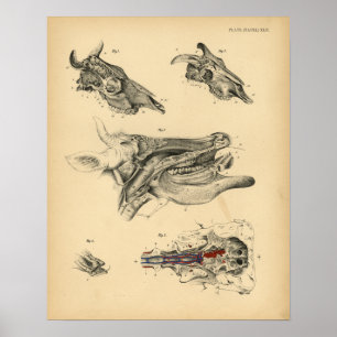 Kuh Ochse Schädel Kopf Anatomie 1908 Vintage Druck Poster