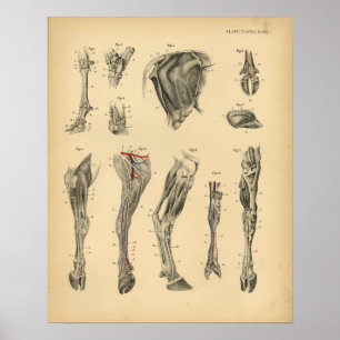 Kuh Ox Foot Leg Anatomie 1908 Vintag drucken Poster