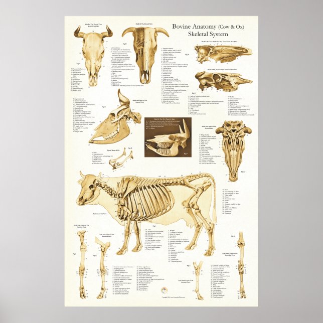 Kuh Ox Rinder Skelettanatomie Poster (Vorne)