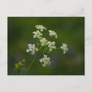 Kuh Parsley Blume Postkarte