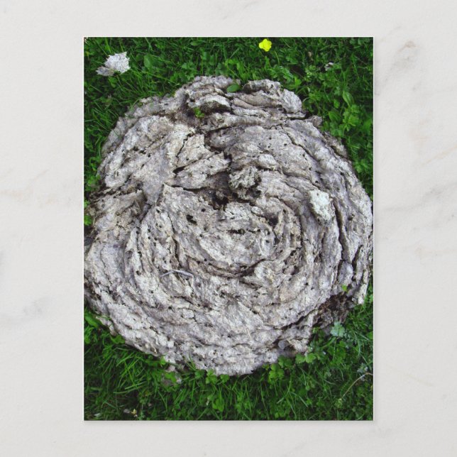 Kuh Postkarte (Vorderseite)