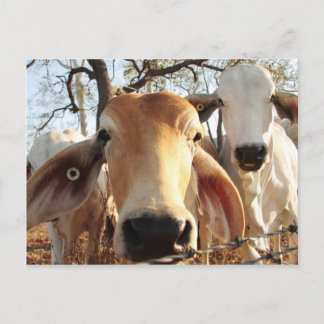 Kuh Postkarte