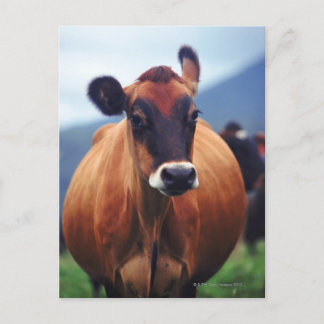 Kuh Postkarte