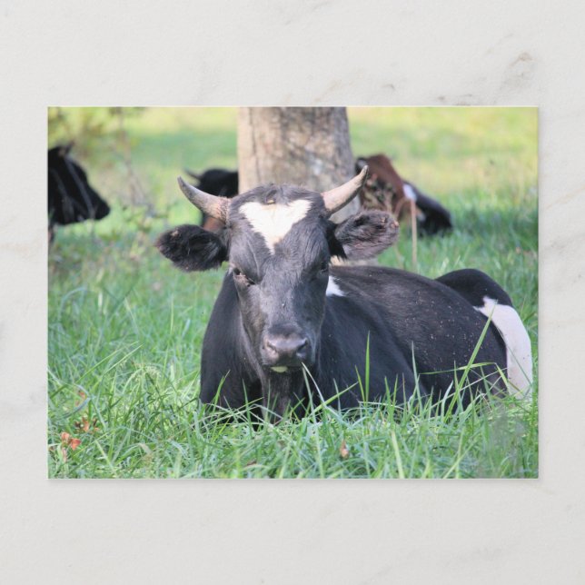 Kuh Postkarte (Vorderseite)