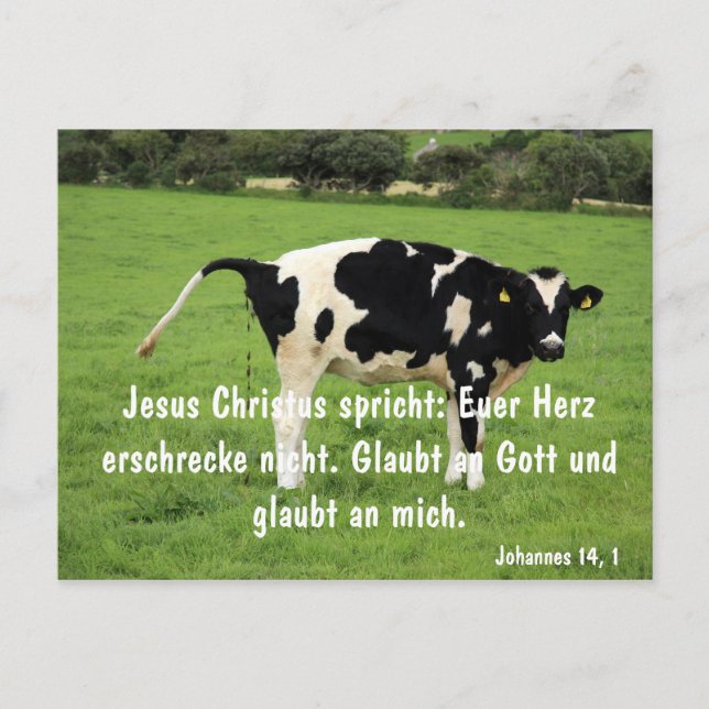 Kuh Postkarte (Vorderseite)