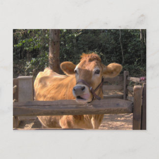 Kuh Postkarte