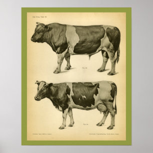 Kuh Rindvieh Vintage Veterinäranatomie Druck Poster