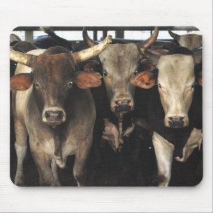 Kuh-Rodeo-Western Mousepad mit drei Freund-Stieren