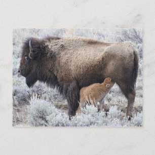 Kuh säugt Bisonkalb, Yellowstone Postkarte