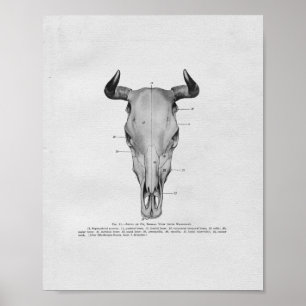 Kuh-Schädel-Anatomie Vintage-Druck Poster