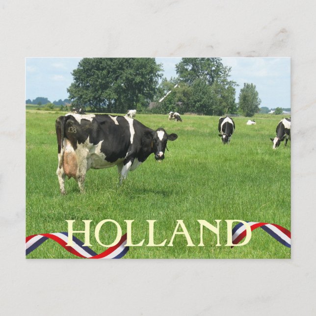 Kuh sieht Sie Holland Cows Postkarte (Vorderseite)