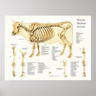 Kuh Skelettanatomie Poster
