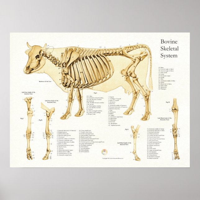 Kuh Skelettanatomie Poster (Vorne)