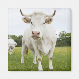Kuh stehend auf dem grasartigen Gebiet Magnet