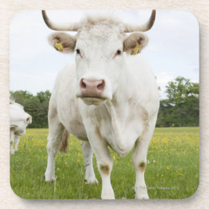 Kuh stehend auf dem grasartigen Gebiet Untersetzer