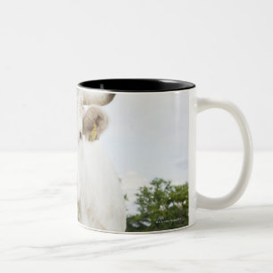 Kuh stehend auf dem grasartigen Gebiet Zweifarbige Tasse