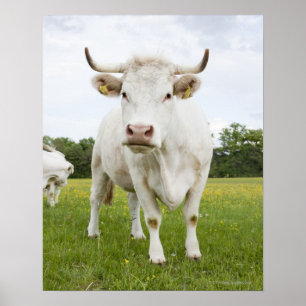 Kuh steht auf grasbewachsenem Feld Poster