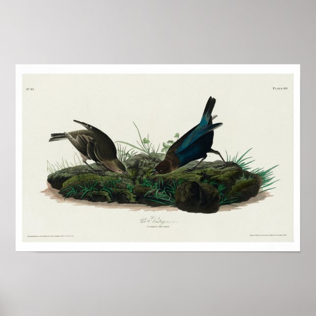 Kuh-Stift Bird von Audubon Poster (Vorne)