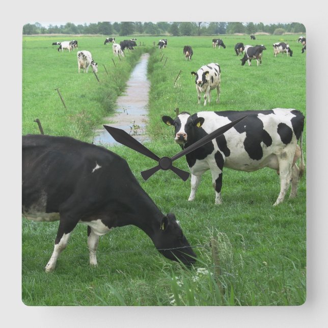 Kuh-Uhr Quadratische Wanduhr (Vorderseite)